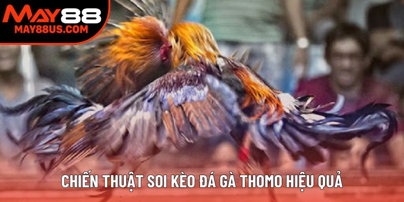 Chiến thuật soi kèo đá gà Thomo hiệu quả Chiến thuật soi kèo đá gà Thomo hiệu quả