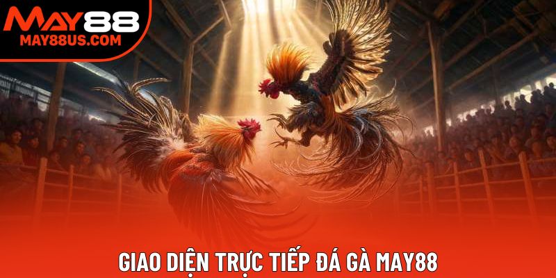 Giao diện trực tiếp đá gà May88 Giao diện trực tiếp đá gà May88