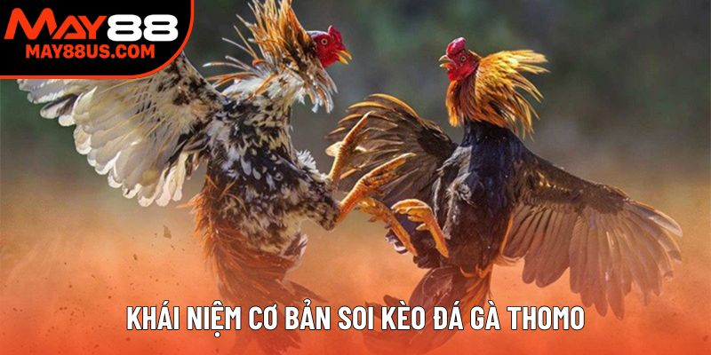Khái niệm cơ bản soi kèo đá gà Thomo Khái niệm cơ bản soi kèo đá gà Thomo