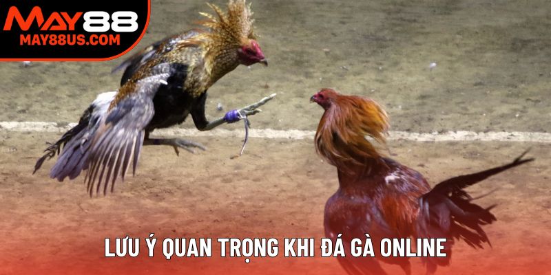 Lưu ý quan trọng khi đá gà online Lưu ý quan trọng khi đá gà online