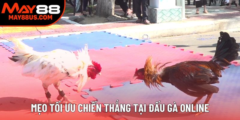 Mẹo tối ưu chiến thắng tại đấu gà online Mẹo tối ưu chiến thắng tại đấu gà online