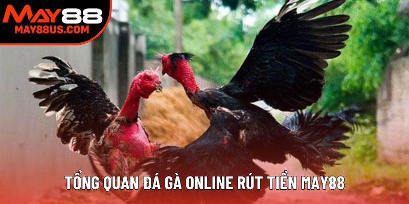 Tổng quan đá gà online rút tiền May88 Tổng quan đá gà online rút tiền May88