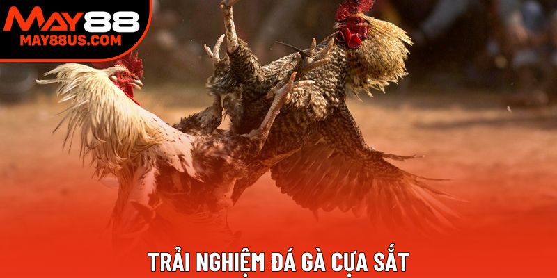 Trải nghiệm đá gà cựa sắt Trải nghiệm đá gà cựa sắt